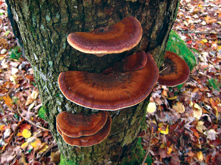 Wood Decay Fungi John B Ward Co.