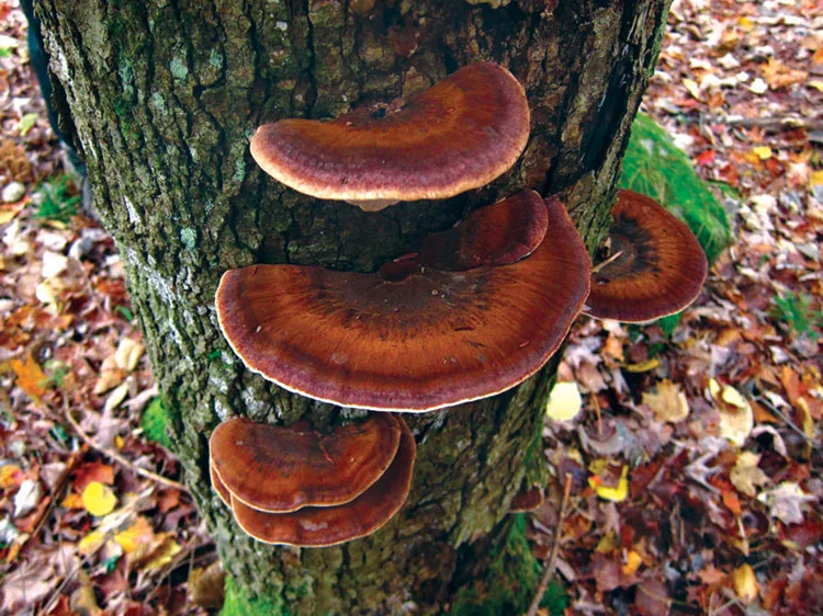 Wood Decay Fungi — 7 artistconk