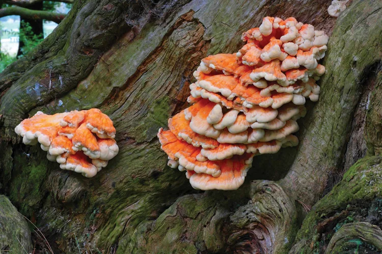 Wood Decay Fungi — 7 lsulphureus
