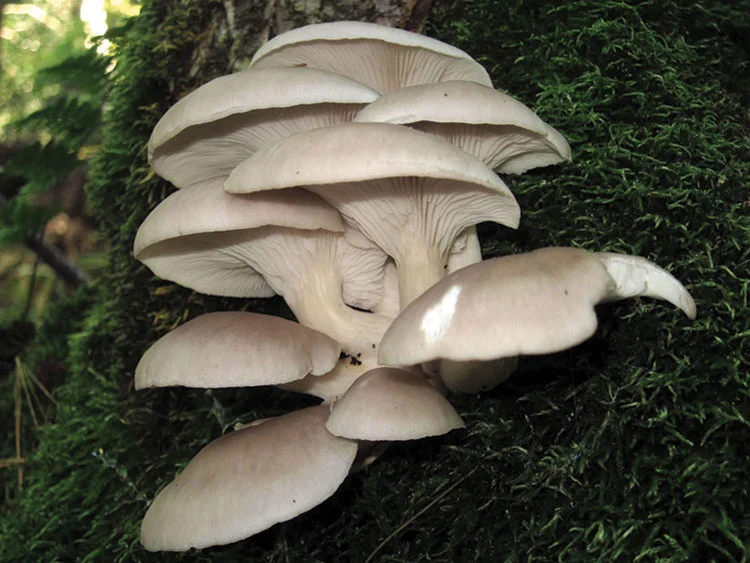 Wood Decay Fungi — 7 oystermushroom