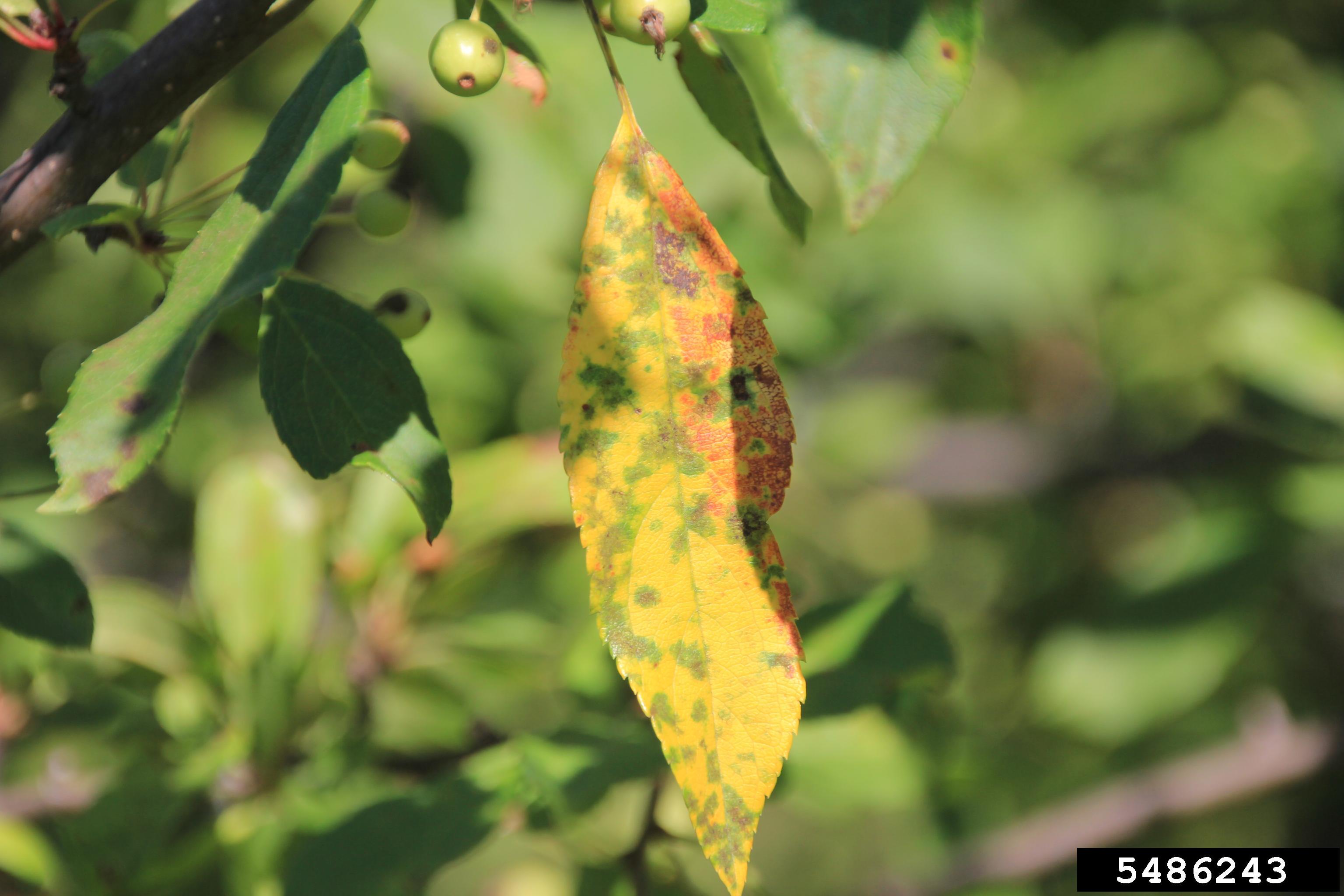 Apple Scab on Leaf