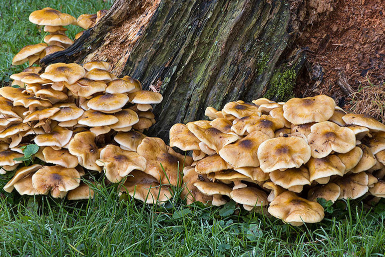Types Of Fungi