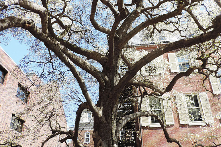 Visit this beautiful Magnolia kobus ‘borealis’ at the Philadelphia Contributionship garden.