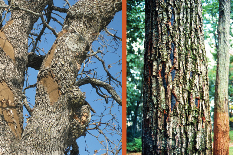 (Left) Hypoxylon Canker in the upper canopy will require close monitoring. (Right) Hypoxylon canker in the trunk of a large tree in Bryn Mawr.